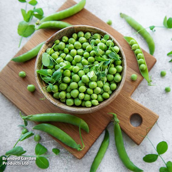 Pea 'Hurst Greenshaft' - Seeds