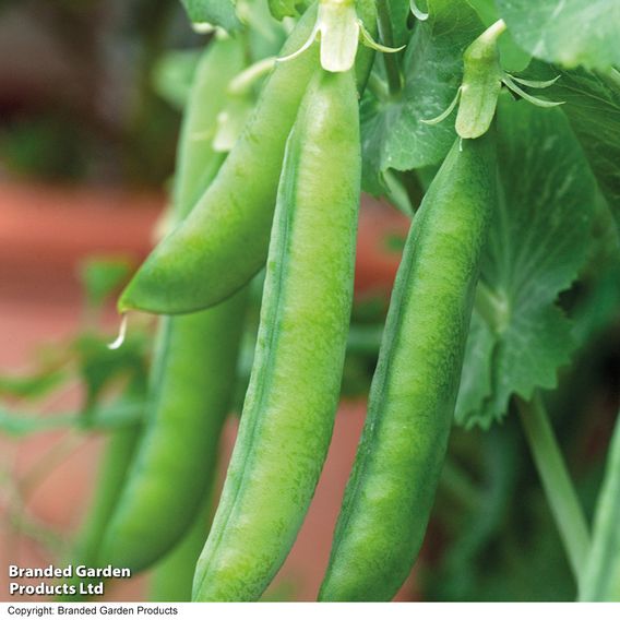Pea 'Hurst Greenshaft' - Seeds
