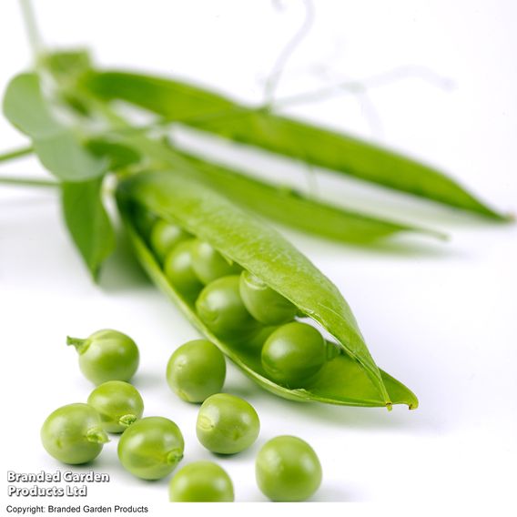 Pea 'Hurst Greenshaft' - Seeds