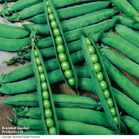 Pea 'Hurst Greenshaft' - Seeds