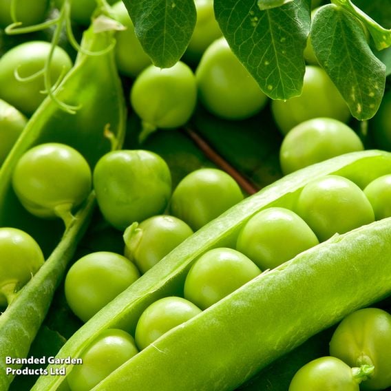 Pea 'Ambassador' - Organic Seeds