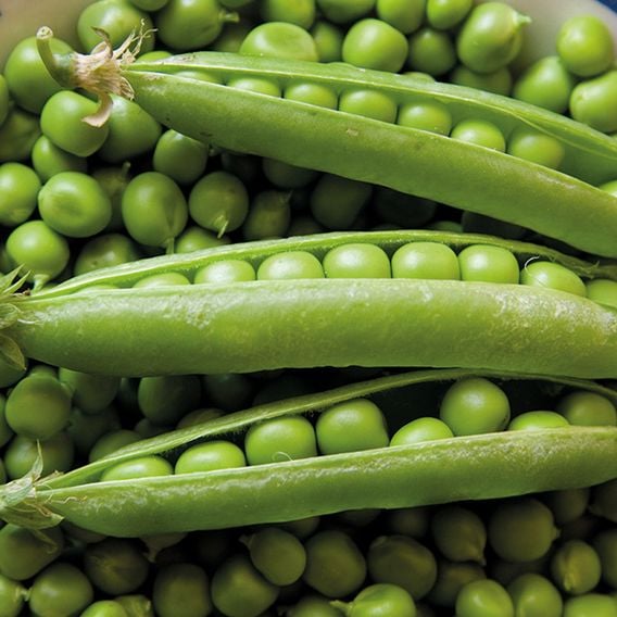 Pea 'Rondo' - Organic Seeds