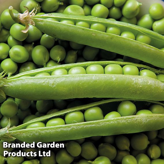 Pea 'Rondo' - Organic Seeds