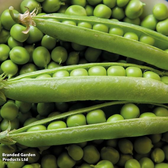 Pea 'Rondo' - Organic Seeds