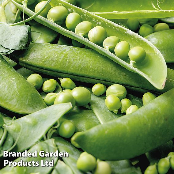 Pea 'Rondo' - Organic Seeds