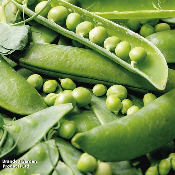 Pea 'Rondo' - Organic Seeds