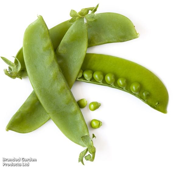 Pea 'Sweet Horizon' - Organic Seeds