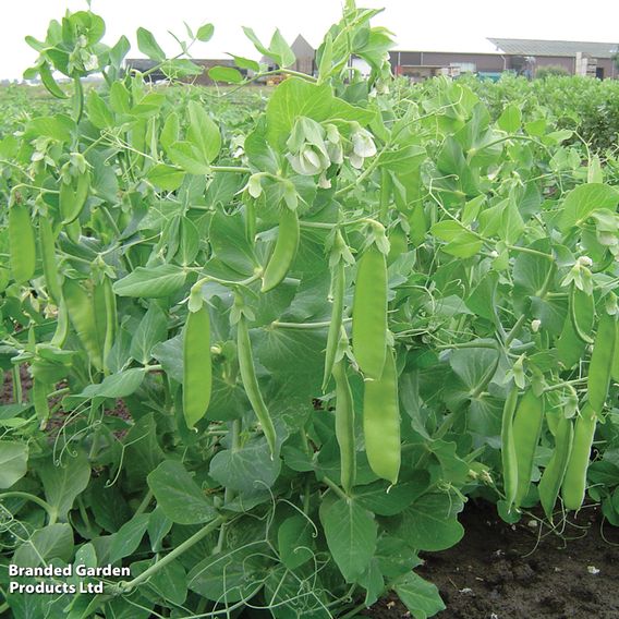 Pea 'Sweet Horizon' - Organic Seeds