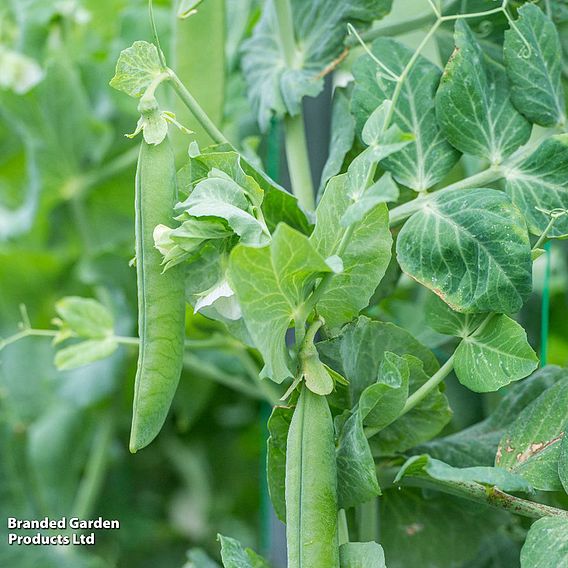 Pea 'Utrillo' - Organic Seeds