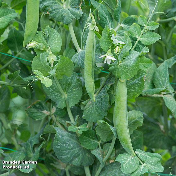 Pea 'Utrillo' - Organic Seeds