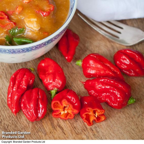 Chilli Pepper 'Carolina Reaper' - Seeds