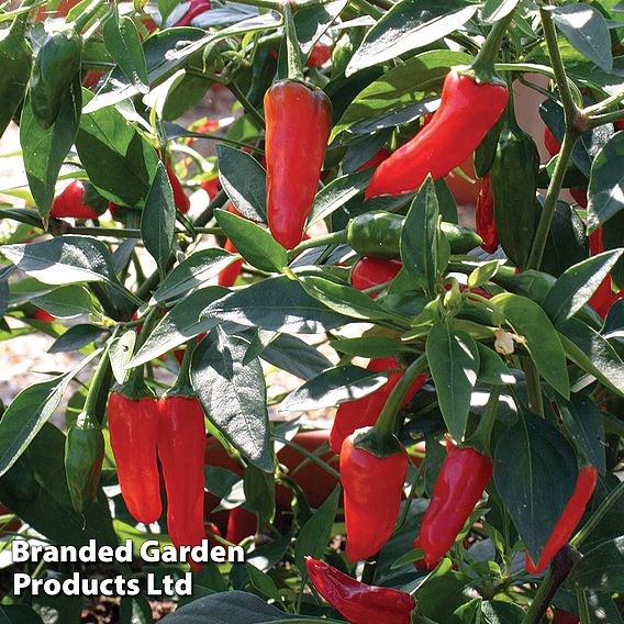 Chilli Pepper 'Apache' F1 Hybrid