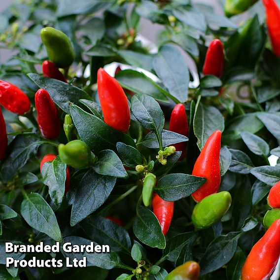 Pepper and Chilli Collection