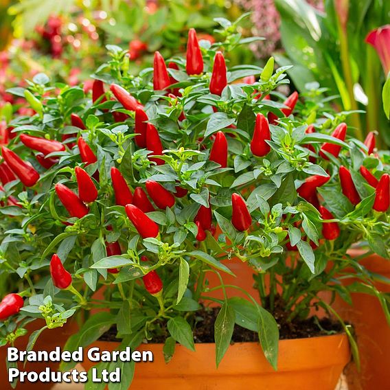 Chilli Pepper 'Fiery Flames'