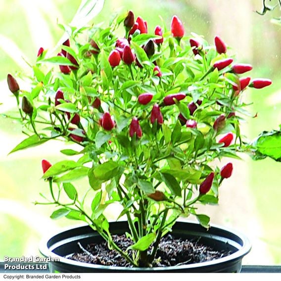 Chilli Pepper 'Fiery Flames'