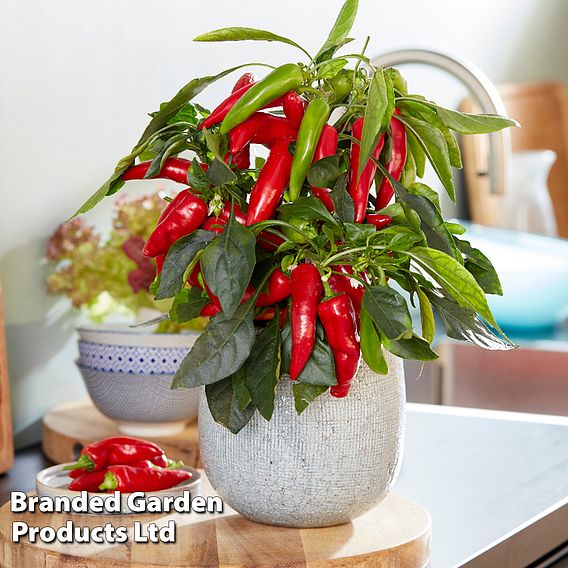 Chilli Pepper 'Galaxy Red' (Mild)