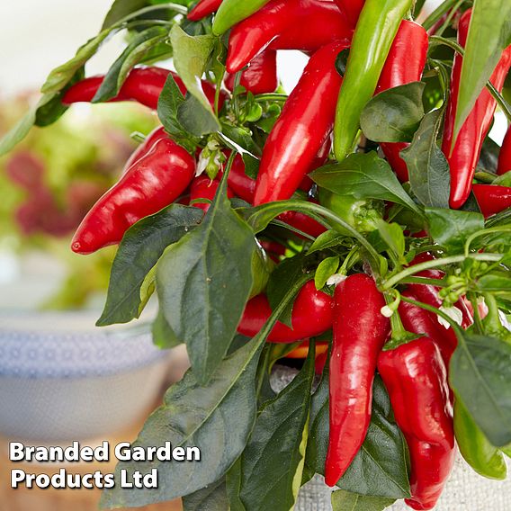 Chilli Pepper 'Galaxy Red' (Mild)