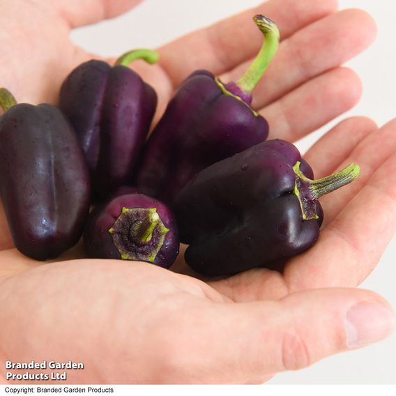 Sweet Pepper 'Lila Purple'