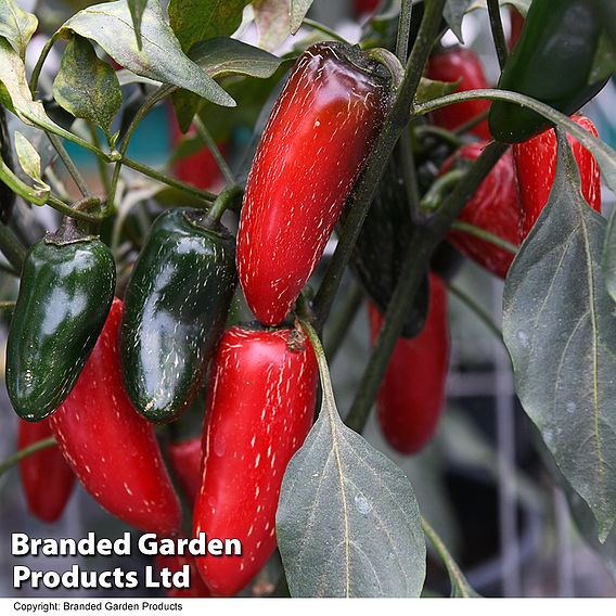 Chilli Pepper 'Nadapeno'