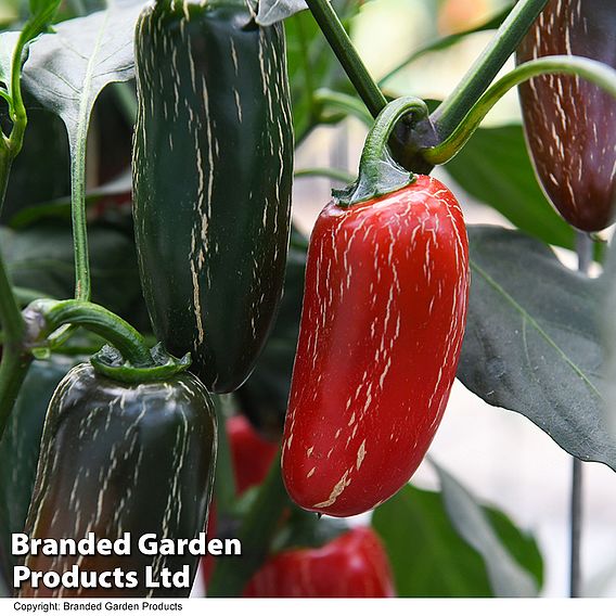Chilli Pepper 'Nadapeno'