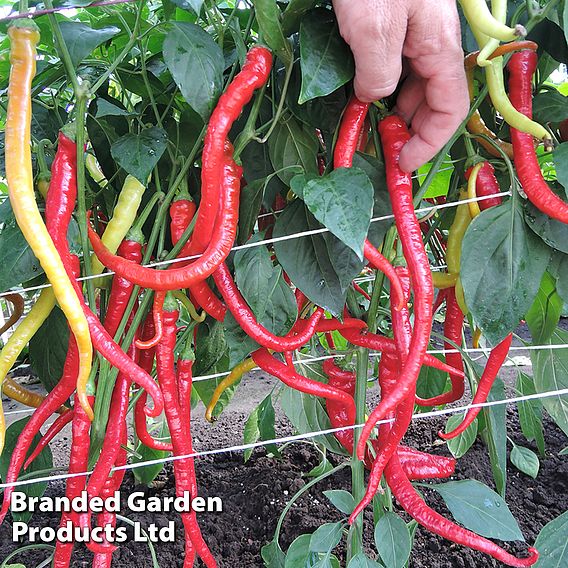 Sweet Pepper 'Spiralus' Seeds