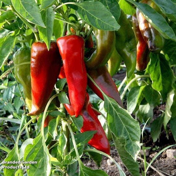 Sweet Pepper 'Thor' F1 Hybrid (Grafted)