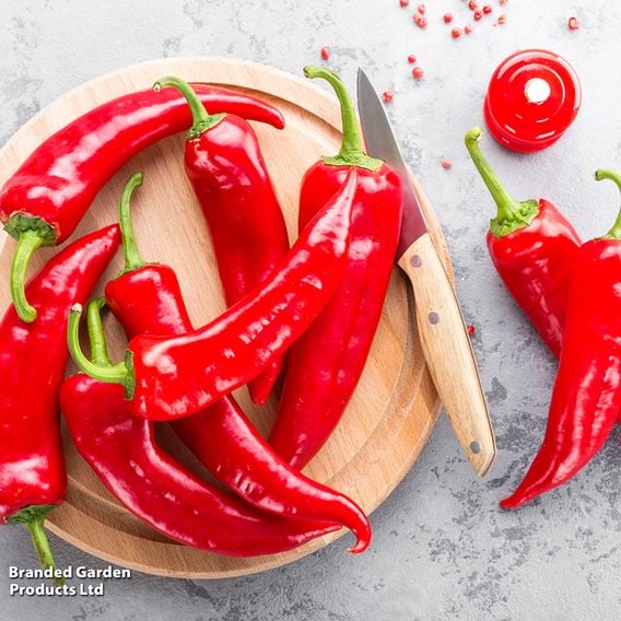 Sweet Pepper 'Thor' F1 Hybrid (Grafted)