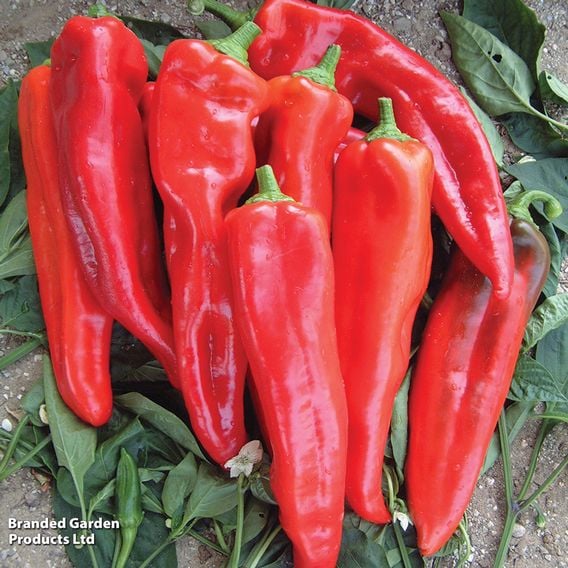 Sweet Pepper 'Thor' F1 Hybrid (Grafted)