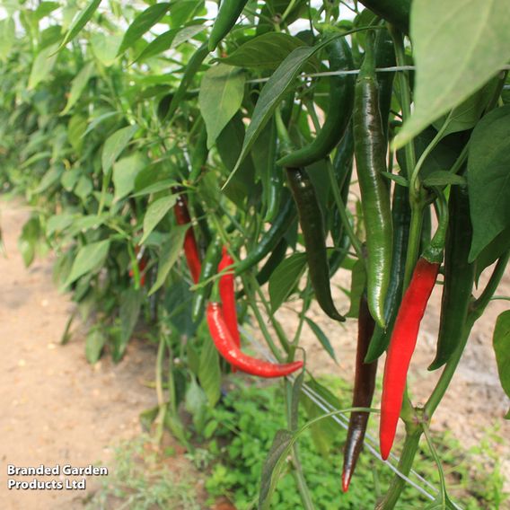 Chilli Pepper 'Westland Long Red' - Organic Seeds