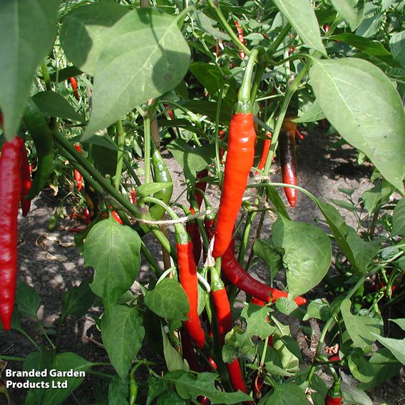 Chilli Pepper 'Westland Long Red' - Organic Seeds