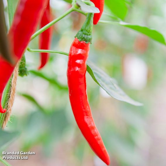 Chilli Pepper 'Westland Long Red' - Organic Seeds