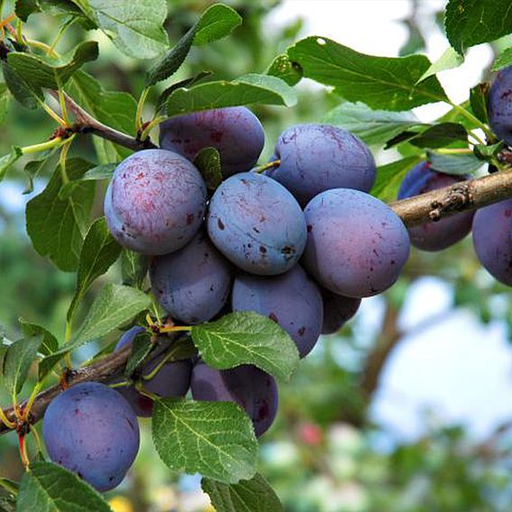 Plum (Prunus) Herman Organic