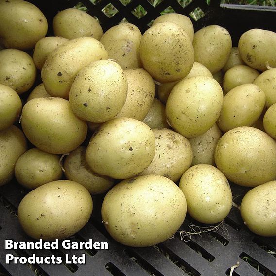 Seed Potato Organic Maris Peer