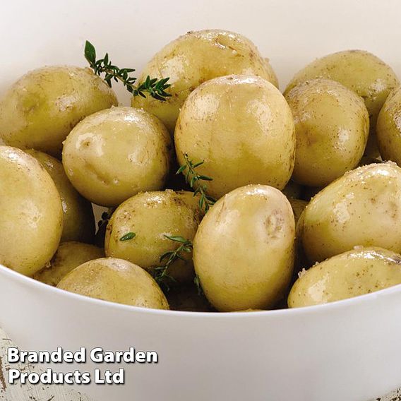 Potato 'Maris Peer'
