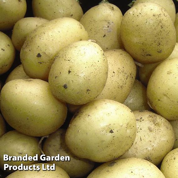 Seed Potatoes - Maris Peer