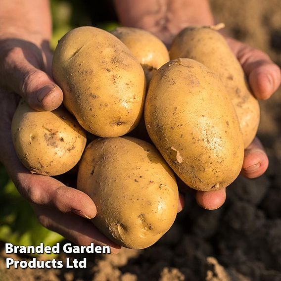 Seed Potatoes Organic Colleen