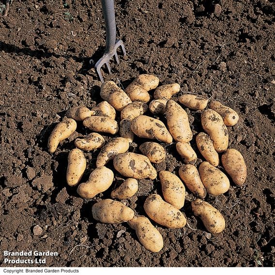 Potato 'Belle de Fontenay'