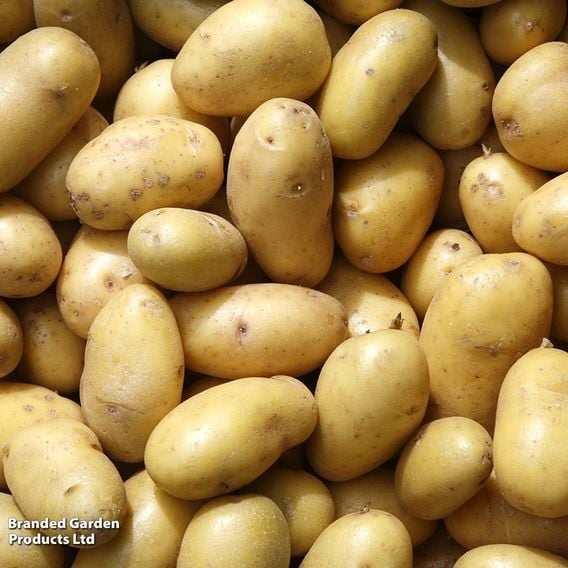 Potato 'Belle de Fontenay'