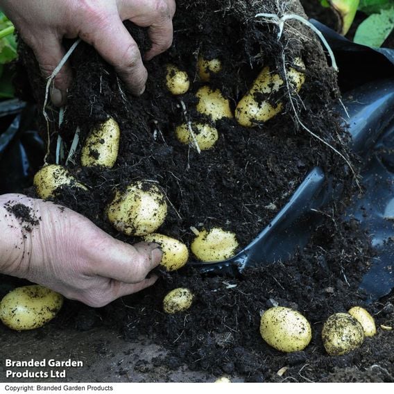 Potato 'Jazzy' (Second Cropping)