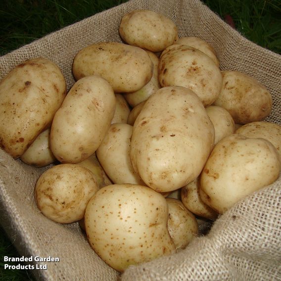 Potato 'Maris Bard'