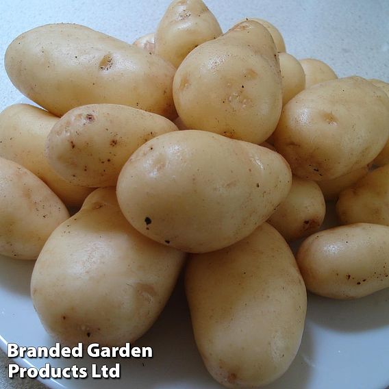 Potato 'Sharpes Express'