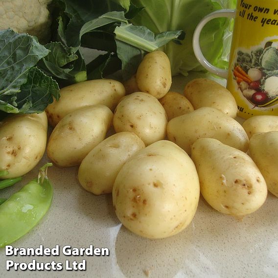 Potato 'Sharpes Express'