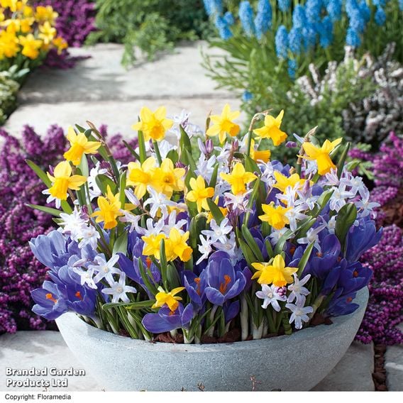 Pots of Colour Bulb Mix