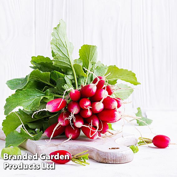 Radish 'De dix -huit jours' (18 days) - Organic Seeds