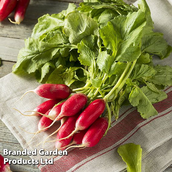 Radish 'De dix -huit jours' (18 days) - Organic Seeds