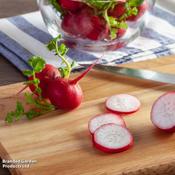 Radish 'Cherry Belle' - Seeds