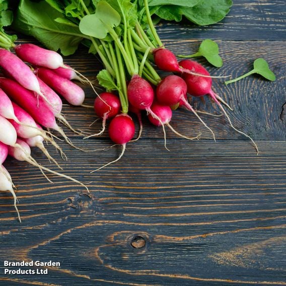 Radish 'French Breakfast' - Organic Seeds