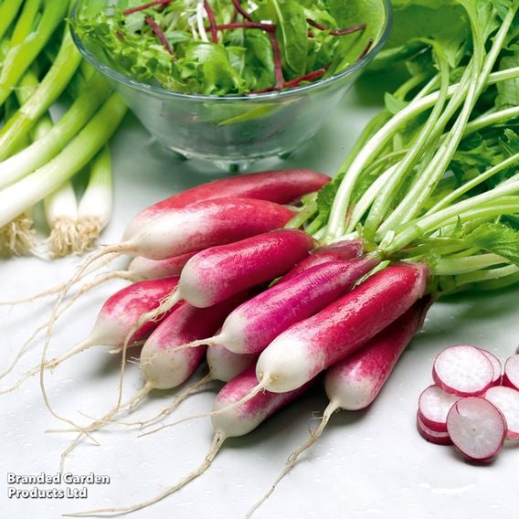 Radish 'French Breakfast' - Organic Seeds