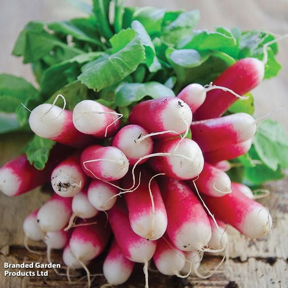 Radish 'French Breakfast' - Organic Seeds