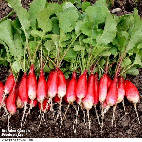 Radish 'French Breakfast' - Organic Seeds